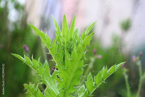 Nature forest sea beach landscape