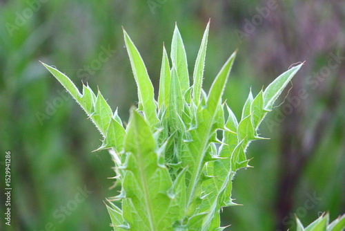 Nature forest sea beach landscape