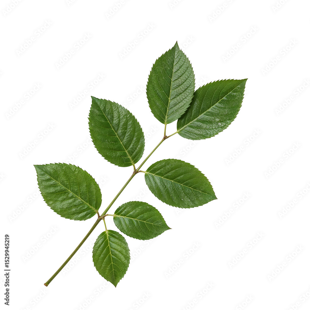 Obraz premium Rose leaves isolated on transparent background
