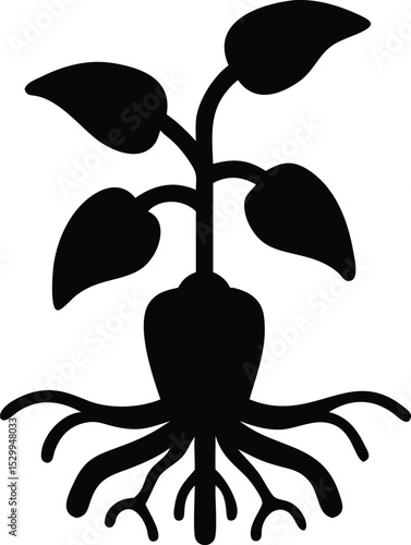 pepper plant with roots silhouette