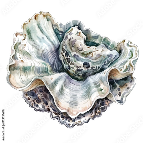 Giant Clam Close Up, watercolor vector, isolated on a white background.