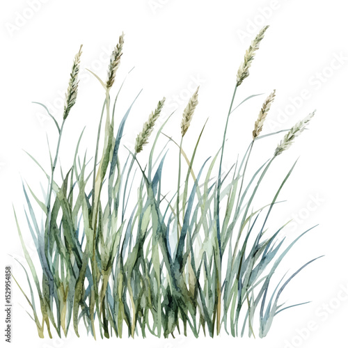 Gentle Ocean Breeze Seagrass, watercolor vector, isolated on a white background.