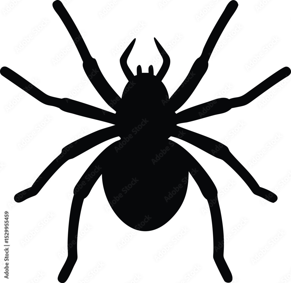 Obraz premium spider silhouette