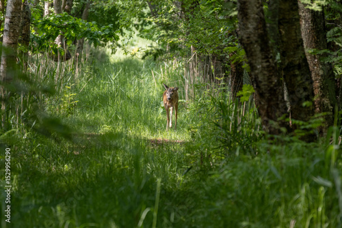 Fotografie Wild roe deer in nature.
