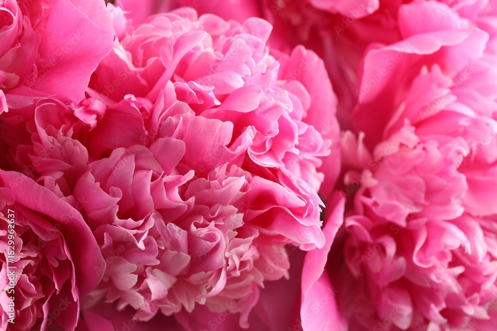 Bouquet of beautiful peonies as background, closeup Bouquet of beautiful peonies as background, closeup