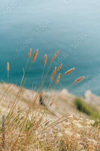 Golden coastal grasses in sharp focus with tranquil blue sea blurred behind