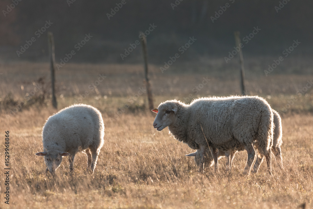 Fototapeta premium Sheep grazing in dry field at sunrise with warm backlight
