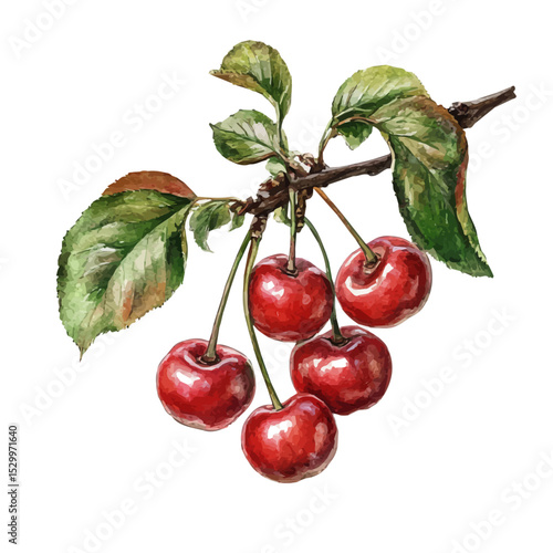 Fresh Cherry, watercolor illustration vector, isolated on a white background.