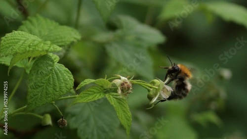 bee on a flower