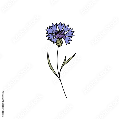 Cornflower or bluebottle flower vector illustration. Types of plants, Motor Neurone Disease awareness symbol. National flower of Germany and Estonia