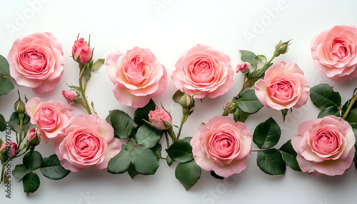 pink roses on white paper background