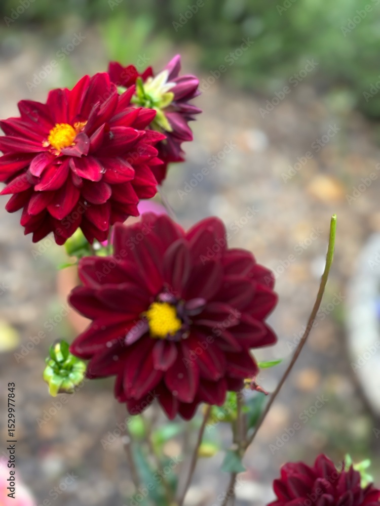 Fototapeta premium Dahlia’s in spring