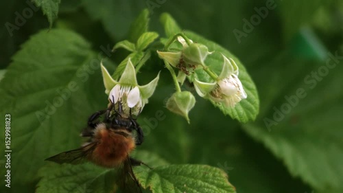 fly on a flower