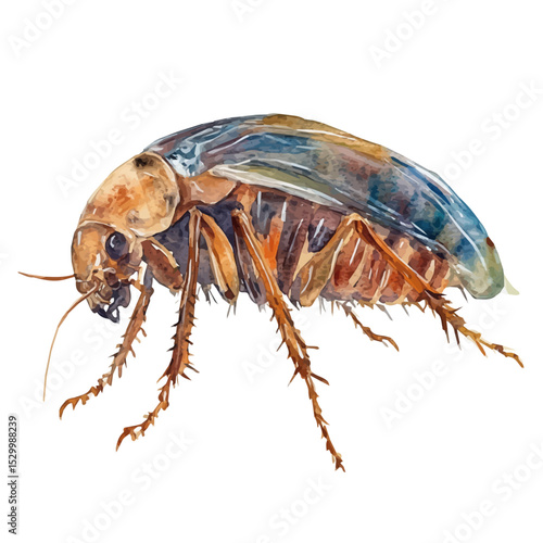 Flea, watercolor illustration vector, isolated on a white background.