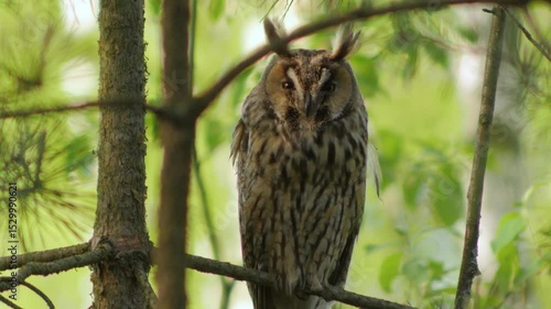 A long-eared owl sits on a tree branch