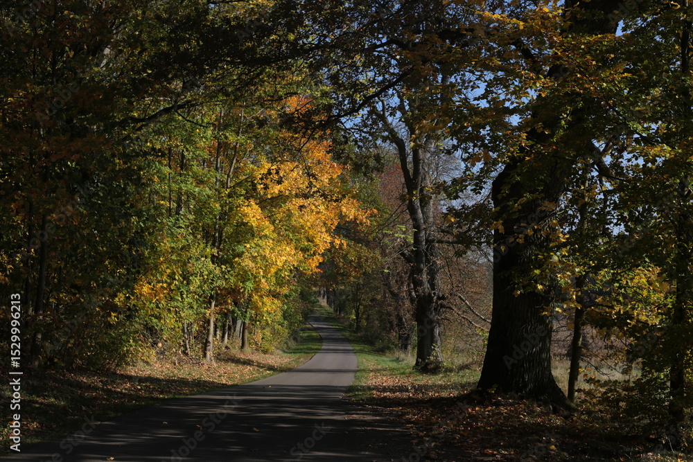 Obraz premium autumn in the forest