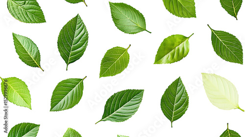 collection of leaf on white background ,seamless pattern background ,isolated on white ,
