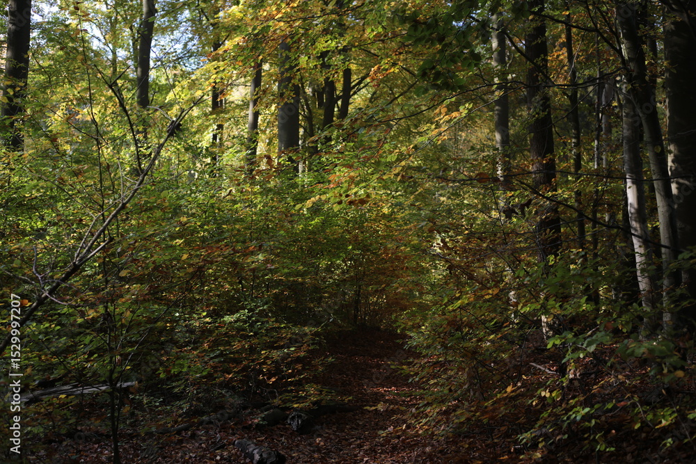 Obraz premium path in the beech woods