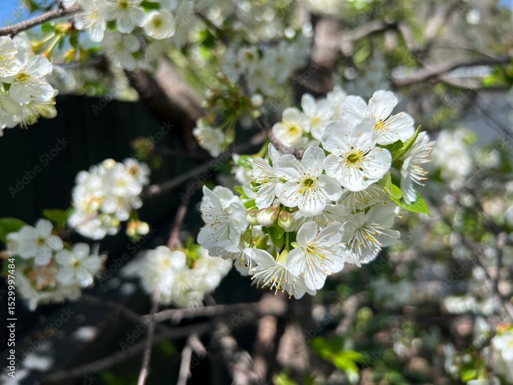 Fototapeta premium white blooming cherry tree