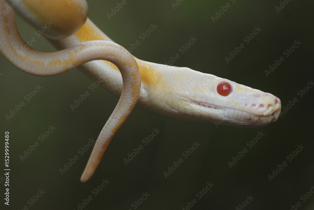 Fototapeta premium snake, python, albino python, photo of an albino python perched on a tree branch