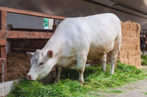 White cow calmly feed on fresh green grass inside a traditional wooden barn. The scene captures rural life and peaceful farm atmosphere.