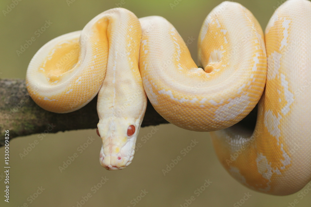 Fototapeta premium snake, python, albino python, photo of an albino python perched on a tree branch