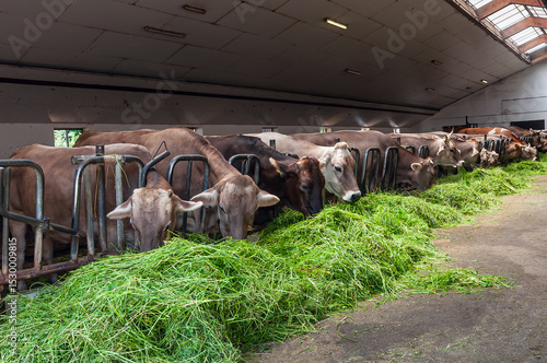 Several cows enjoy fresh grass in a rustic barn. The wooden interior and soft lighting evoke the calm and simplicity of farm life.