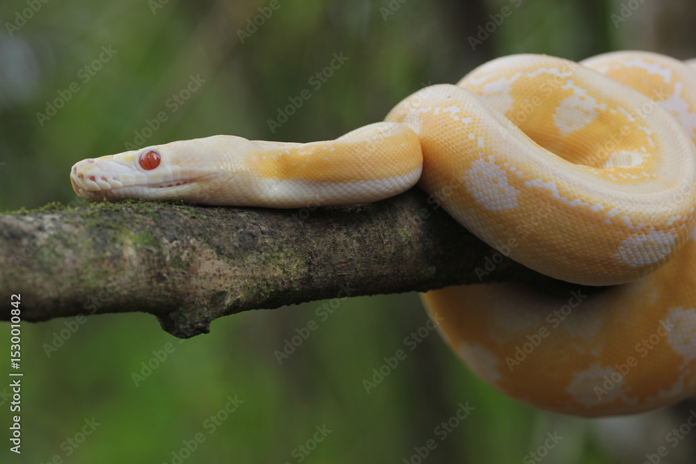 Obraz premium snake, python, albino python, photo of an albino python perched on a tree branch
