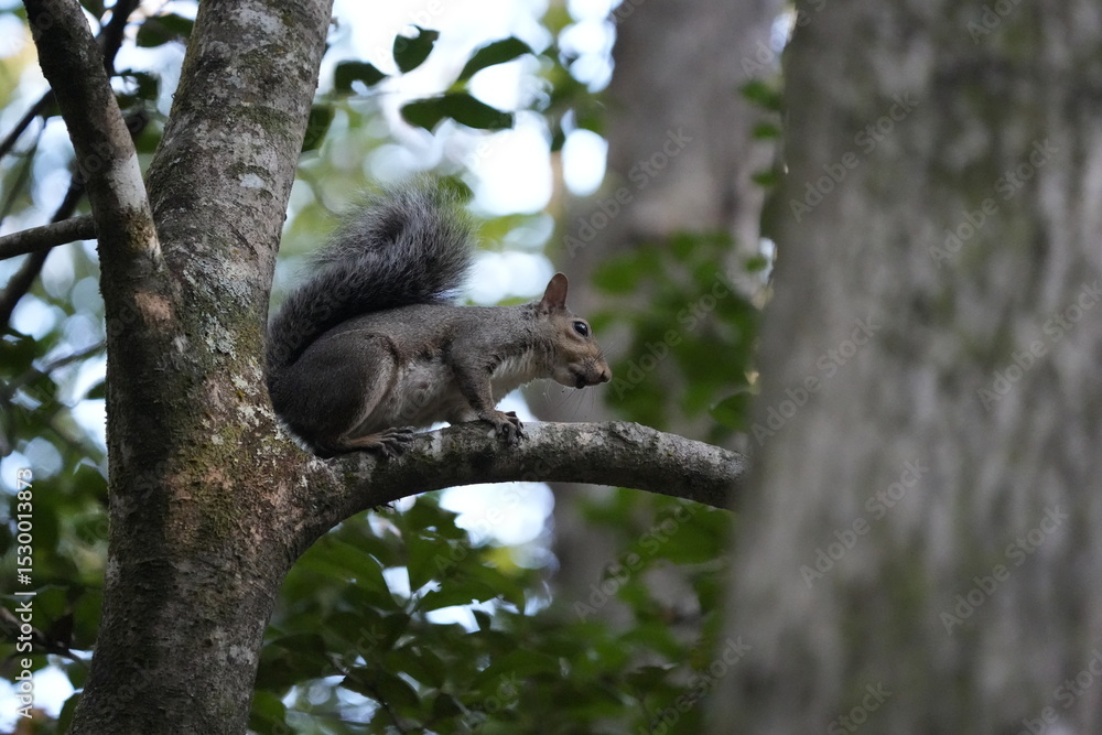 Obraz premium squirrel on tree