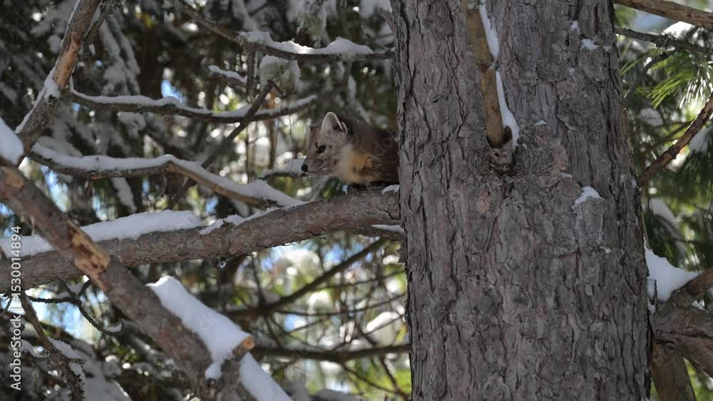 Marten in the boreal forest in the winter Marten in the boreal forest in the winter