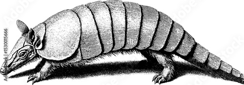 Armadillo with segmented armour plates in detailed walking pose