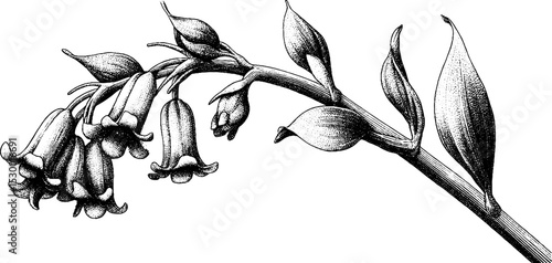 Dotwork bluebell bloom on slender stalk illustration for botanical art and design