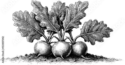 Dotwork bunched radishes with leafy tops in soil for botanical art and garden design