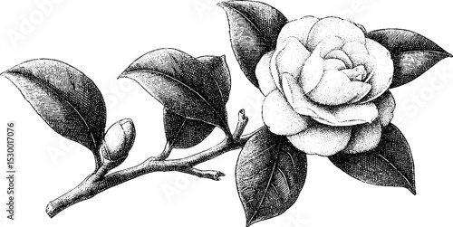 Detailed camellia blossom with overlapping petals in dotwork style for botanical art