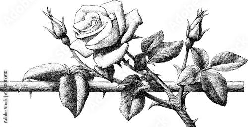 Elegant climbing rose on trellis arch with single bloom for garden design
