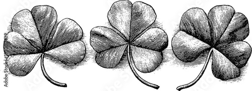 Trio of clover leaves with intricate dotwork texture for tattoo design inspiration
