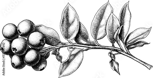 Dotwork tattoo design of a blueberry cluster on sprig for natural art inspiration
