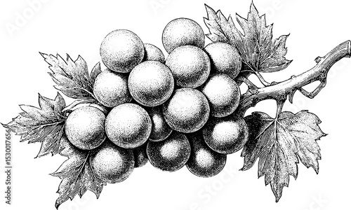 Dotwork tattoo style grapes on vine art for wine lovers and botanical designs