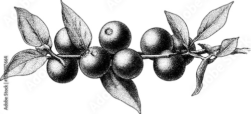 Cluster of blueberries on sprig in dotwork tattoo style design