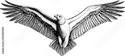 Majestic condor gliding with wide wingspan against a clean background for nature and wildlife design