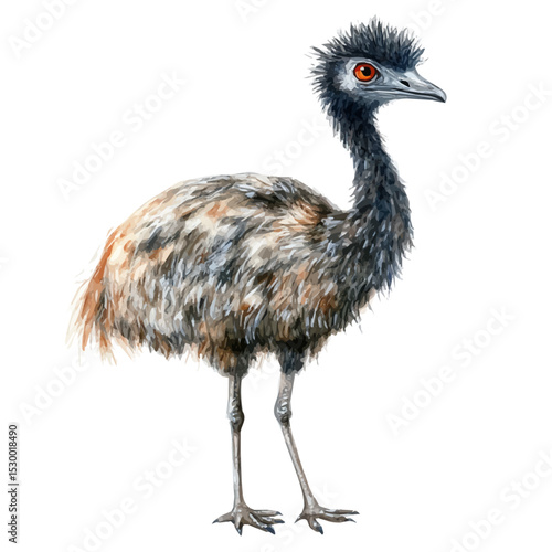 Fotografie watercolor vector of Emu, isolated on a white background.