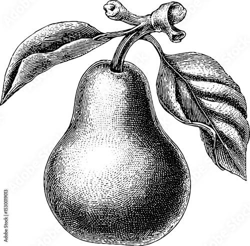 Dotwork tattoo style detailed pear with textured stippling and leaves