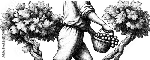 Farmer walking through vineyard carrying basket of grapes