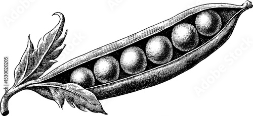 Intricate dotwork tattoo design of fresh pea pod with seeds inside