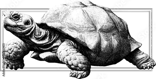 Galapagos tortoise with textured shell and distinct wrinkles design for educational use