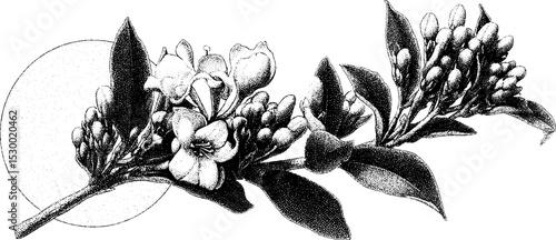 Honeysuckle blooms on garden archway for nature-themed print design