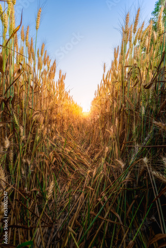 Golden wheat field path at sunset. Warm light, blue sky, inviting depth. Peaceful, natural beauty. A serene Italian agricultural landscape at dawn evoking tranquility and bounty.