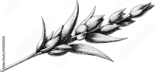 Intricate dotwork tattoo design featuring grass blade cluster with dew