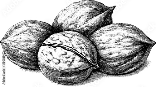 Handful of walnut shells in dotwork art for tattoo design or printing