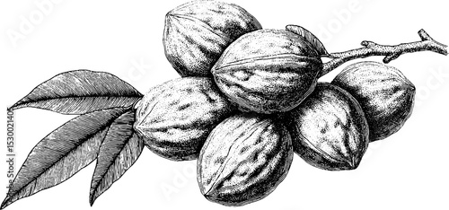 Dotwork tattoo style handful of walnuts in shell - nature inspired design